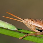 Pyrgomorphidae cônique. חרוטן קוני
